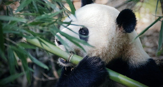 Panda isst einen Bambusstamm